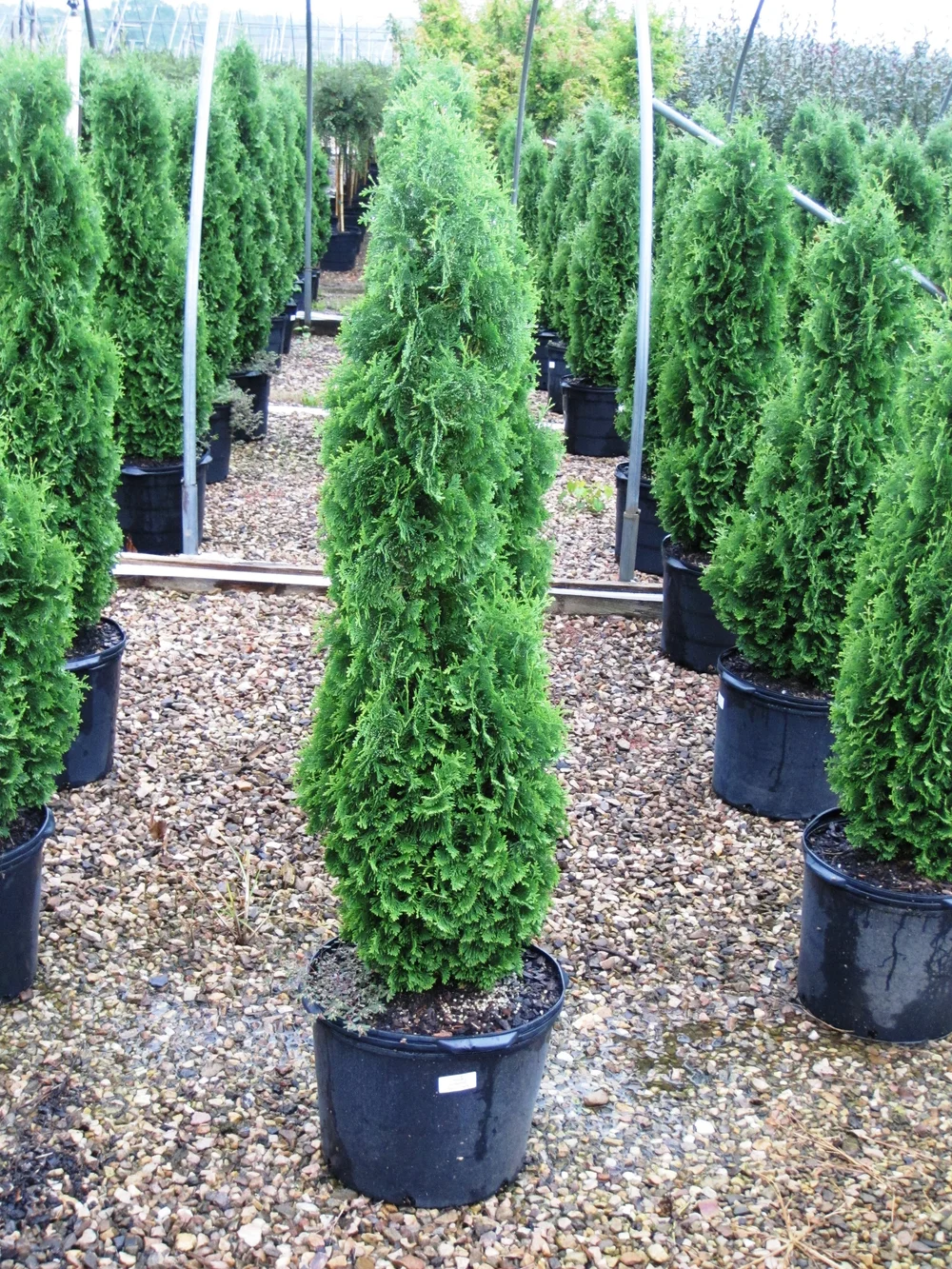 Thuja+'Degroots+Spire'7gal.JPG